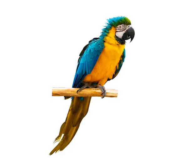 Macaw Parrot Parakeet Perching Branch White Background Isolate Stock Image