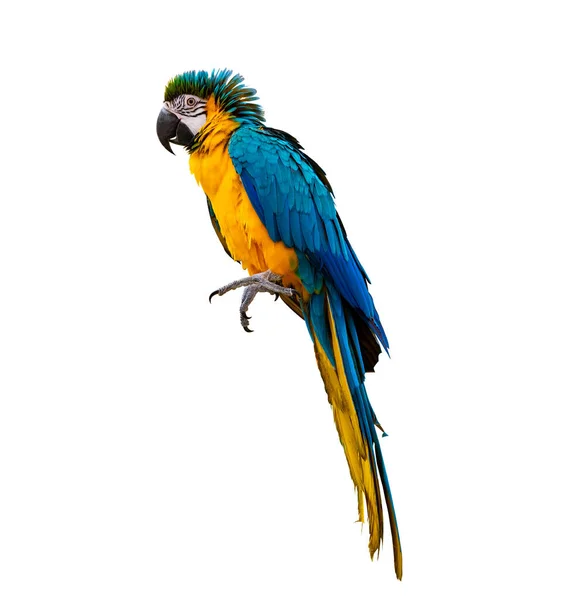 Macaw Parrot Parakeet Perching Branch White Background Isolate Stock Image