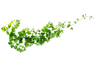 Saydam arkaplan PNG dosyasında yaprak sarmaşığı izole et