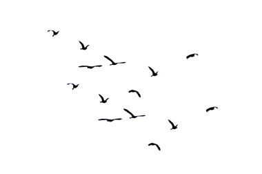 Siyah siluet kuş sürüsü şeffaf arkaplan PNG dosyası üzerinde izole