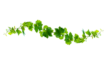 Saydam arkaplan PNG dosyasında yaprak sarmaşığı izole et