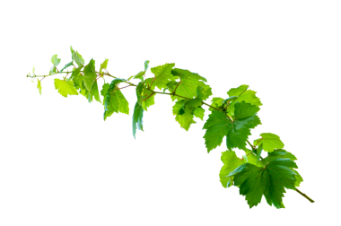 Saydam arkaplan PNG dosyasında yaprak sarmaşığı izole et