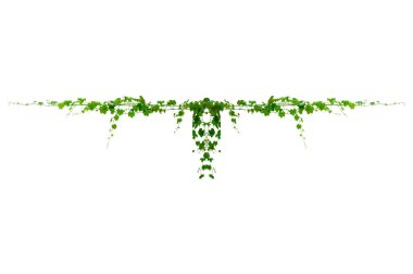 Asma yaprağı sarmaşığı beyaz arkaplanda izole eder