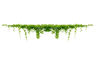 Asma yaprağı sarmaşığı beyaz arkaplanda izole eder