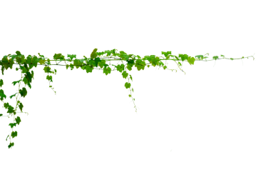 Asma çerçeve yaprak sarmaşık çemberi Şeffaf arkaplan PNG dosyası üzerinde izole