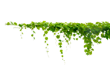 Asma çerçeve yaprak sarmaşık çemberi Şeffaf arkaplan PNG dosyası üzerinde izole