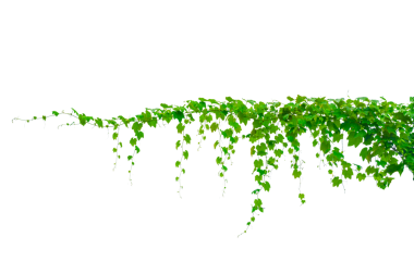 Asma çerçeve yaprak sarmaşık çemberi Şeffaf arkaplan PNG dosyası üzerinde izole