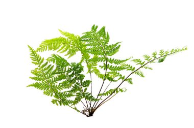 Beyaz arka planda eğreltiotu ve diğer tropikal yapraklarla güzel bir kompozisyon. Eğreltiotu yaprağı, süs yaprakları, beyaz arka planda yalıtılmış eğreltiotu, kırpma yolu ile