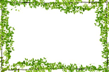 Asma yaprağı sarmaşığı beyaz arkaplanda izole eder