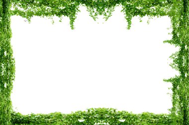 Asma yaprağı sarmaşığı beyaz arkaplanda izole eder