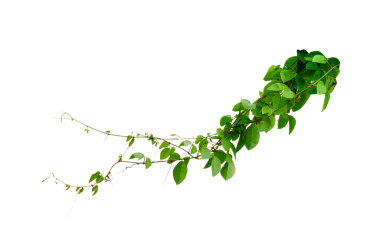 Asma çerçeve yaprak sarmaşık çemberi Şeffaf arkaplan PNG dosyası üzerinde izole