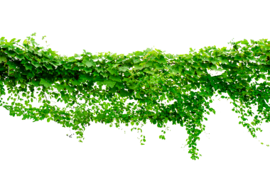 Asma çerçeve yaprak sarmaşık çemberi Şeffaf arkaplan PNG dosyası üzerinde izole