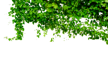 Asma çerçeve yaprak sarmaşık çemberi Şeffaf arkaplan PNG dosyası üzerinde izole