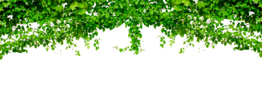 Asma çerçeve yaprak sarmaşık çemberi Şeffaf arkaplan PNG dosyası üzerinde izole