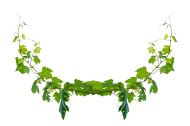 Asma yaprağı sarmaşığı beyaz arkaplanda izole eder