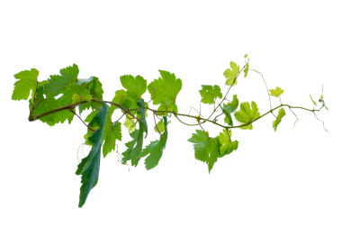 Asma çerçeve yaprak sarmaşık çemberi Şeffaf arkaplan PNG dosyası üzerinde izole