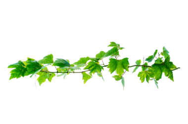 Asma çerçeve yaprak sarmaşık çemberi Şeffaf arkaplan PNG dosyası üzerinde izole