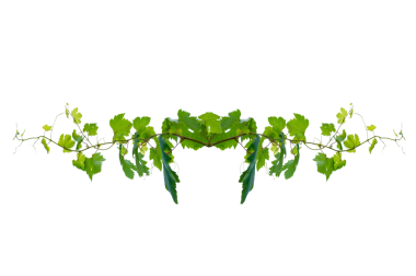 Asma çerçeve yaprak sarmaşık çemberi Şeffaf arkaplan PNG dosyası üzerinde izole