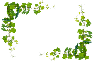 Asma çerçeve yaprak sarmaşık çemberi Şeffaf arkaplan PNG dosyası üzerinde izole