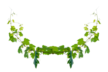Asma çerçeve yaprak sarmaşık çemberi Şeffaf arkaplan PNG dosyası üzerinde izole
