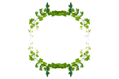 Asma çerçeve yaprak sarmaşık çemberi Şeffaf arkaplan PNG dosyası üzerinde izole