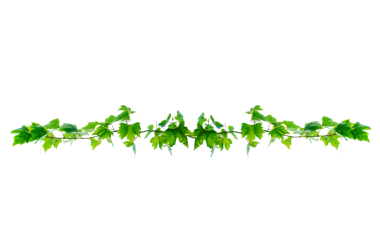 Asma çerçeve yaprak sarmaşık çemberi Şeffaf arkaplan PNG dosyası üzerinde izole