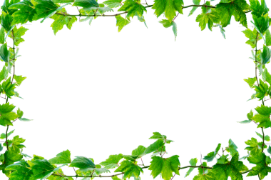 Asma çerçeve yaprak sarmaşık çemberi Şeffaf arkaplan PNG dosyası üzerinde izole