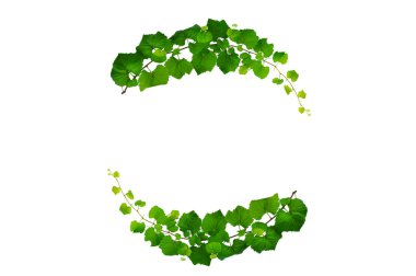 Asma yaprağı sarmaşığı beyaz arkaplanda izole eder