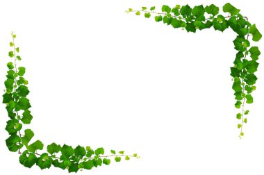 Asma yaprağı sarmaşığı beyaz arkaplanda izole eder