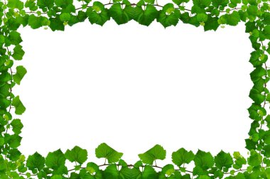 Asma yaprağı sarmaşığı beyaz arkaplanda izole eder