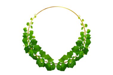 Asma yaprağı sarmaşığı beyaz arkaplanda izole eder