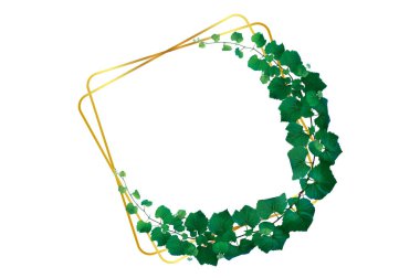 Asma yaprağı sarmaşığı beyaz arkaplanda izole eder