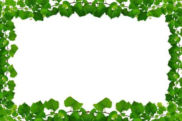 Asma yaprağı sarmaşığı beyaz arkaplanda izole eder