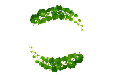 Asma çerçeve yaprak sarmaşık çemberi Şeffaf arkaplan PNG dosyası üzerinde izole