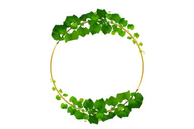 Asma çerçeve yaprak sarmaşık çemberi Şeffaf arkaplan PNG dosyası üzerinde izole