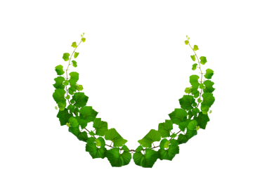 Asma çerçeve yaprak sarmaşık çemberi Şeffaf arkaplan PNG dosyası üzerinde izole