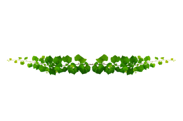 Asma çerçeve yaprak sarmaşık çemberi Şeffaf arkaplan PNG dosyası üzerinde izole