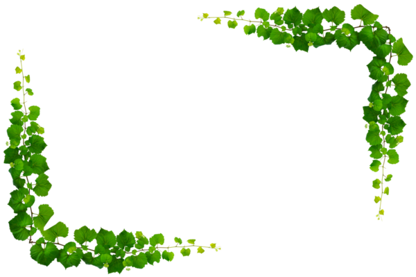 Asma çerçeve yaprak sarmaşık çemberi Şeffaf arkaplan PNG dosyası üzerinde izole