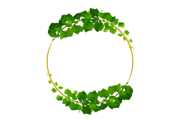 Asma çerçeve yaprak sarmaşık çemberi Şeffaf arkaplan PNG dosyası üzerinde izole
