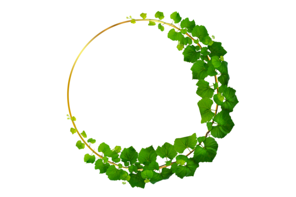 Asma çerçeve yaprak sarmaşık çemberi Şeffaf arkaplan PNG dosyası üzerinde izole