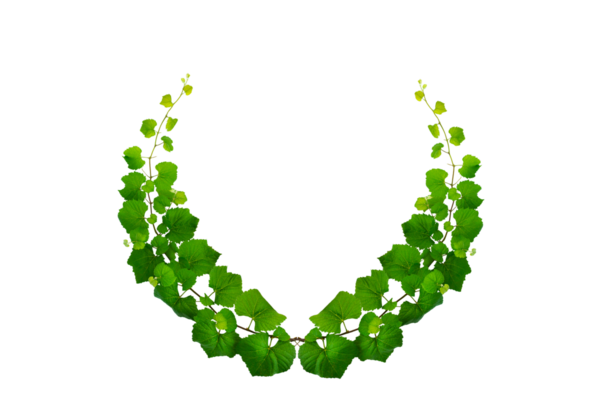 Asma çerçeve yaprak sarmaşık çemberi Şeffaf arkaplan PNG dosyası üzerinde izole