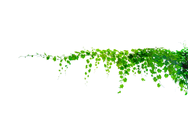 Asma çerçeve yaprak sarmaşık çemberi Şeffaf arkaplan PNG dosyası üzerinde izole