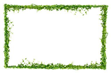 Asma yaprağı sarmaşığı beyaz arkaplanda izole eder