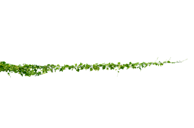 Asma çerçeve yaprak sarmaşık çemberi Şeffaf arkaplan PNG dosyası üzerinde izole