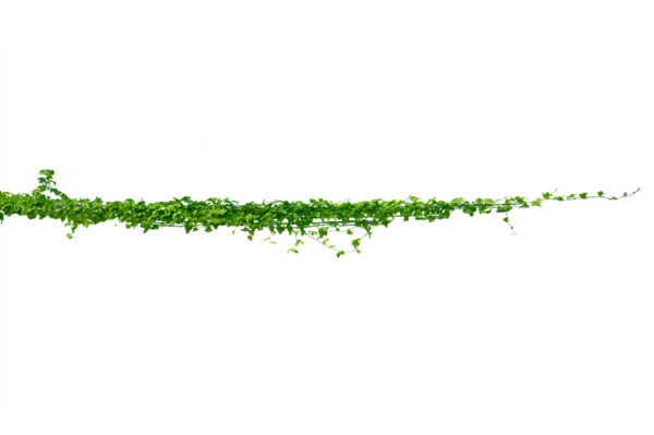 Asma çerçeve yaprak sarmaşık çemberi Şeffaf arkaplan PNG dosyası üzerinde izole