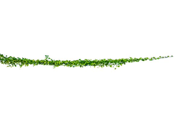 Asma çerçeve yaprak sarmaşık çemberi Şeffaf arkaplan PNG dosyası üzerinde izole