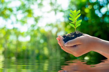Toprak Günü Su Ağacı Eli. Yeşil El Tutma Doğa Çevre Koruma ve Umut