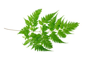 Eğreltiotu, eğreltiotu ve diğer tropikal yapraklarla beyaz arka planda güzel bir bileşim. Eğreltiotu yaprağı, süs yaprakları, beyaz arka planda yalıtılmış eğreltiotu, kırpma yolu ile