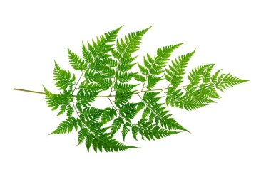 Eğreltiotu, eğreltiotu ve diğer tropikal yapraklarla beyaz arka planda güzel bir bileşim. Eğreltiotu yaprağı, süs yaprakları, beyaz arka planda yalıtılmış eğreltiotu, kırpma yolu ile