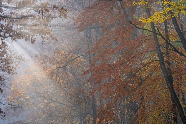 Nebelige Herbstliche Waldlandschaft Mit Sonnenstrahlen Barry State Game Area Michigan — Stockfoto